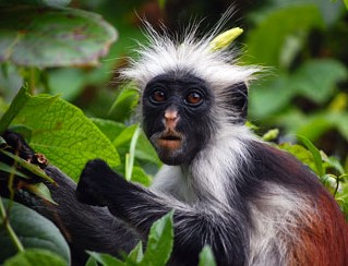 Le parc national Jozani Chwaka Bay est un parc national de 50 km² se trouvant sur l'île d'Unguja dans l'archipel de Zanzibar en Tanzanie.